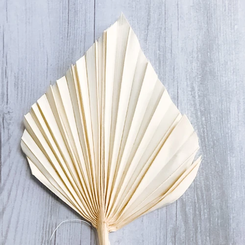 Spear Palm – per stem
