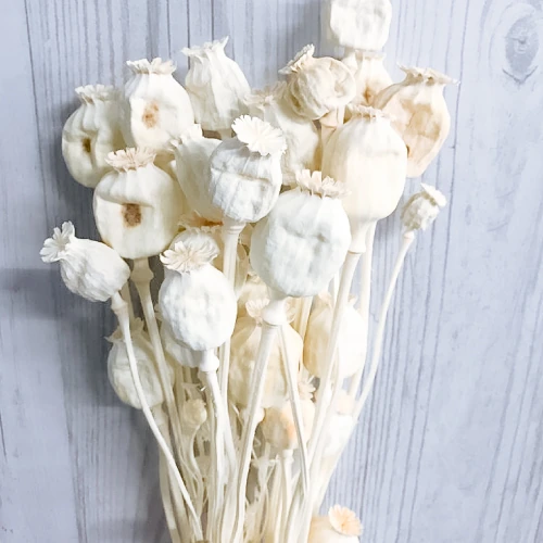Papaver – per bunch