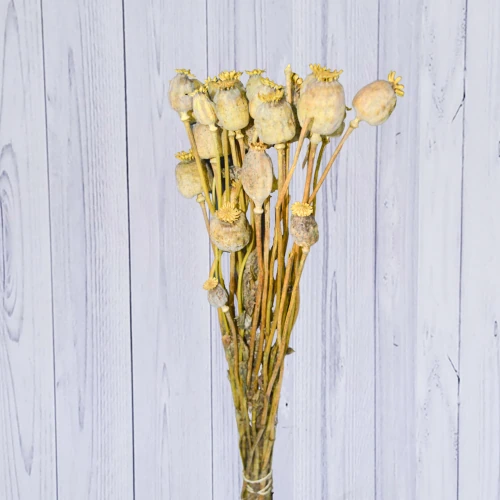 Yellow Papaver – per bunch